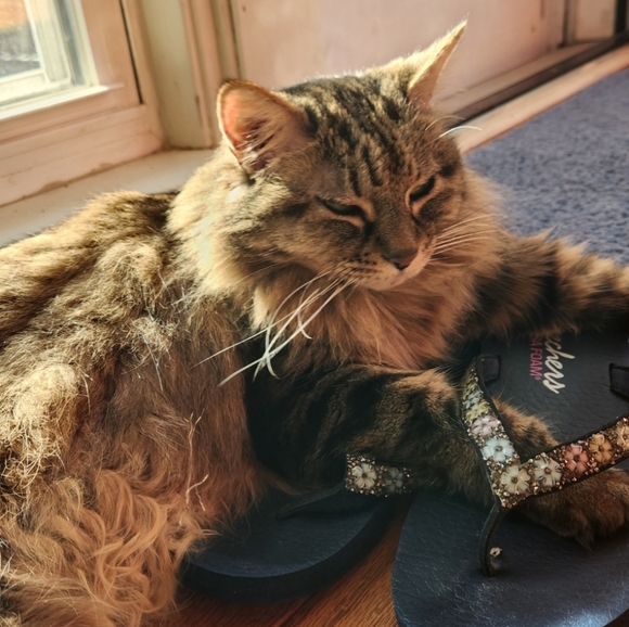 🌟 HOST PICK 🌟 Everything Pets Posh Party 1/2/2024 - Picture 5 of 16